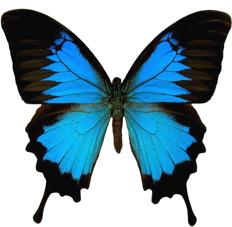 Butterfly Texture Photo Butterfly7 - Papilio Ulysses (850x768), Png Download