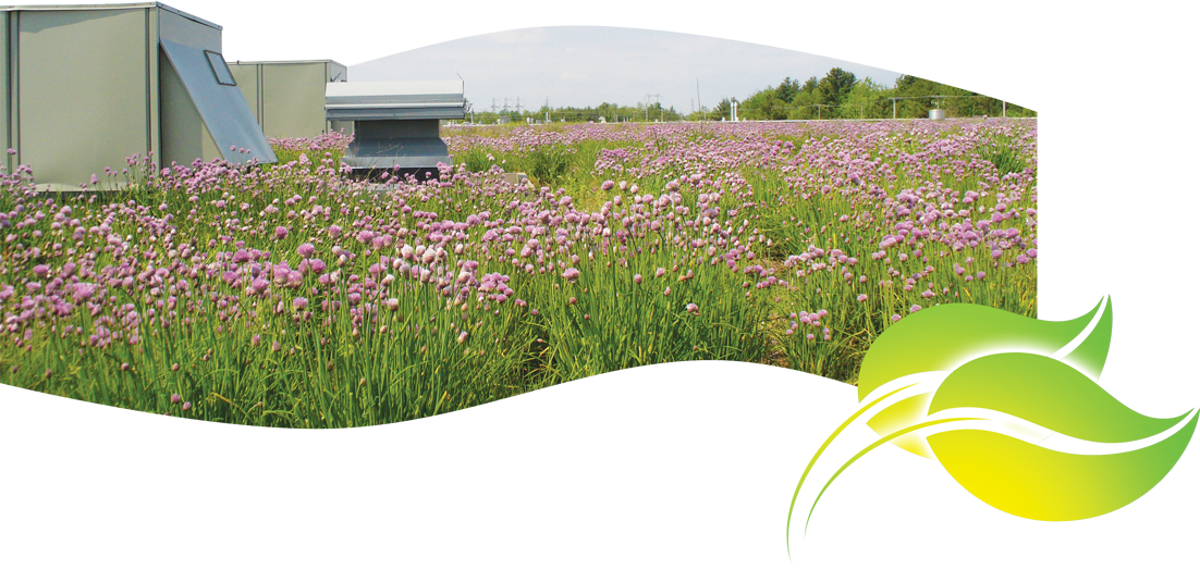 Ever Since The Creation Of Atmosphere In 1998, The - Grass (1102x524), Png Download