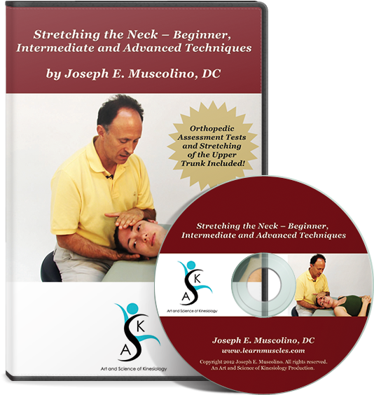 Stretching - Flyer (540x576), Png Download