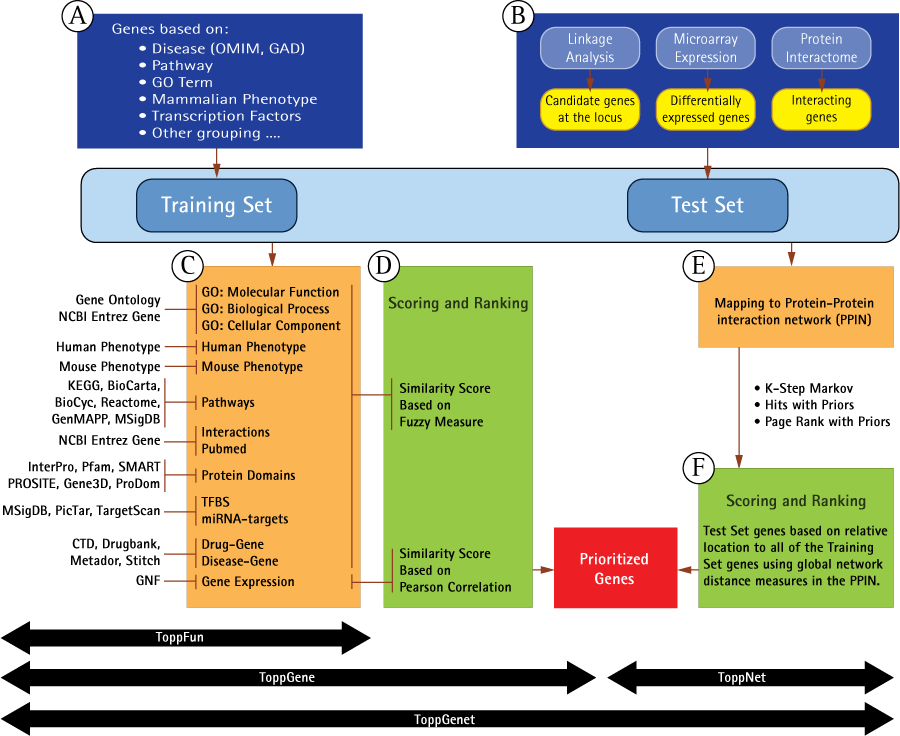 Scoring And Ranking Of Test Set Genes Based On Relative - Toppgene (900x736), Png Download
