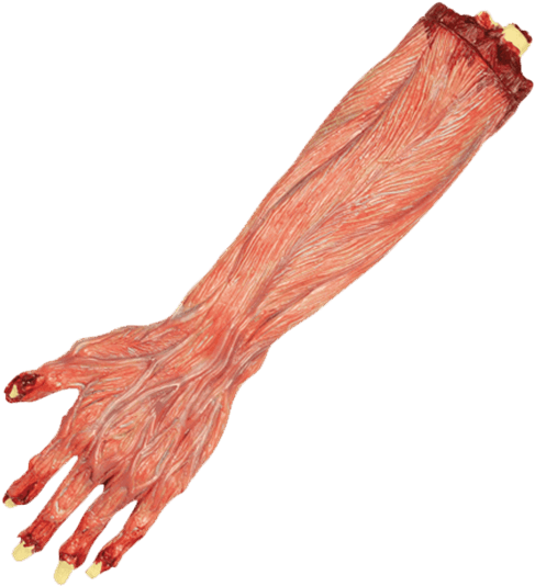 Zoom - Barefoot (555x555), Png Download