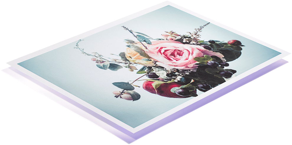 C-type Professional Photographic Print - Garden Roses (1024x540), Png Download