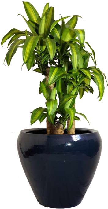 Pau D' Água - Flowerpot (850x794), Png Download