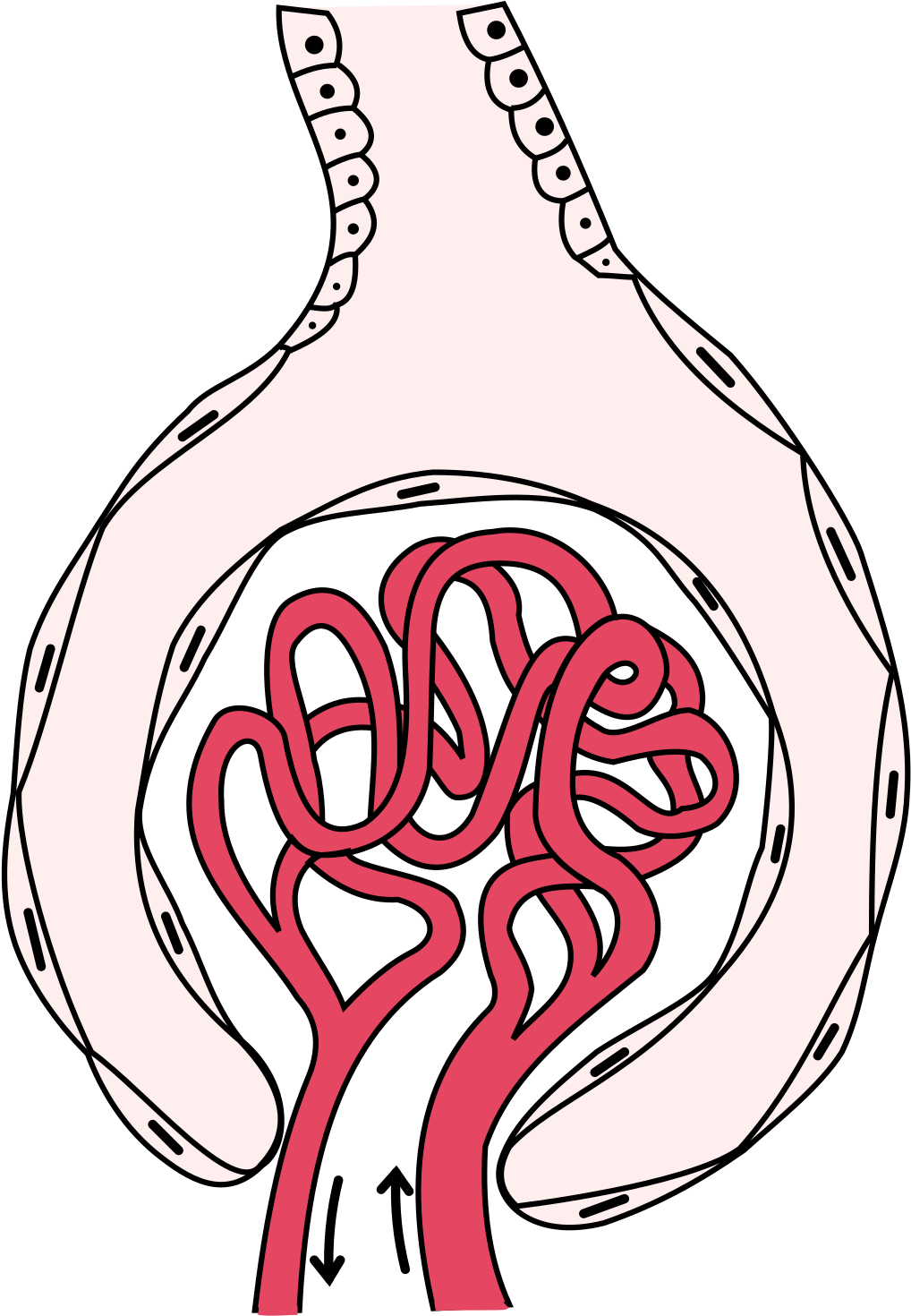 Bowman's Capsule - Basement Membrane Bowman's Capsule (1200x1594), Png Download