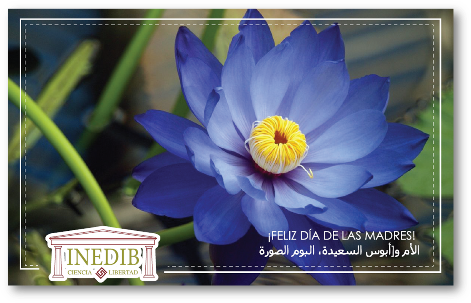 Invitación Día De Las Madres - Blue Lotus Flower Hq (1598x1031), Png Download