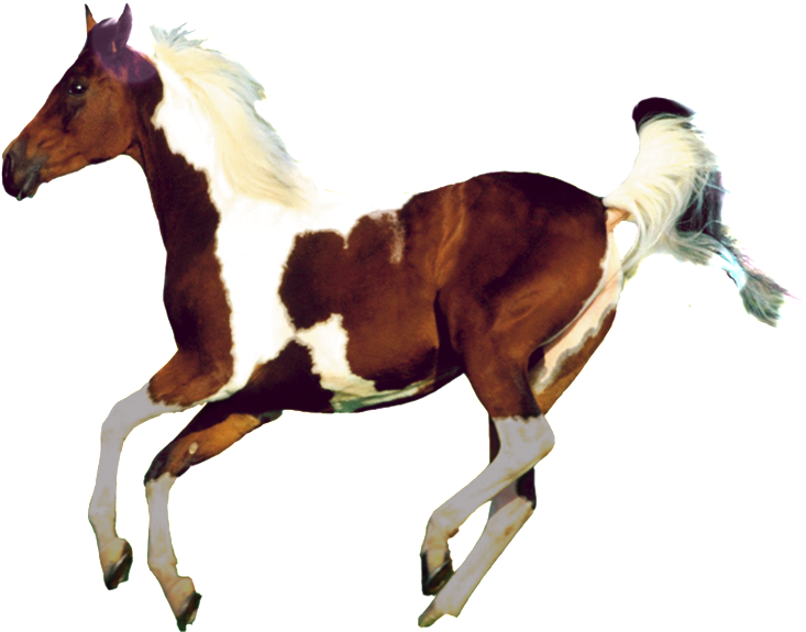 Aesthetically Beautiful Horse Png - Art Of Photography (1024x1024), Png Download