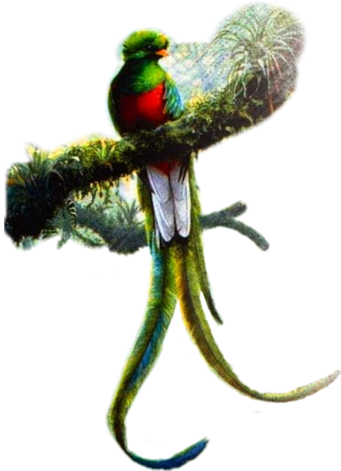 Resplendent Quetzal Art (480x664), Png Download
