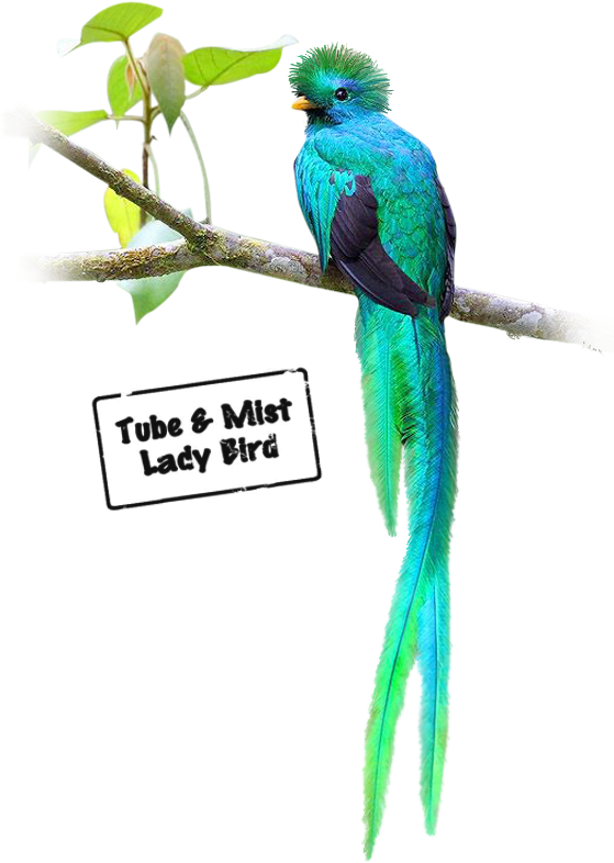 Oiseaux Quetzal - Budgie (559x786), Png Download