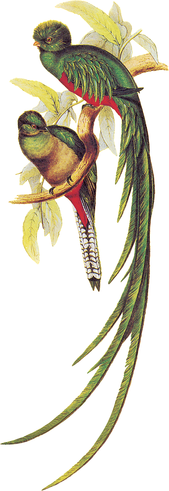 31 Gennaio - Quetzal Illustration (553x1600), Png Download