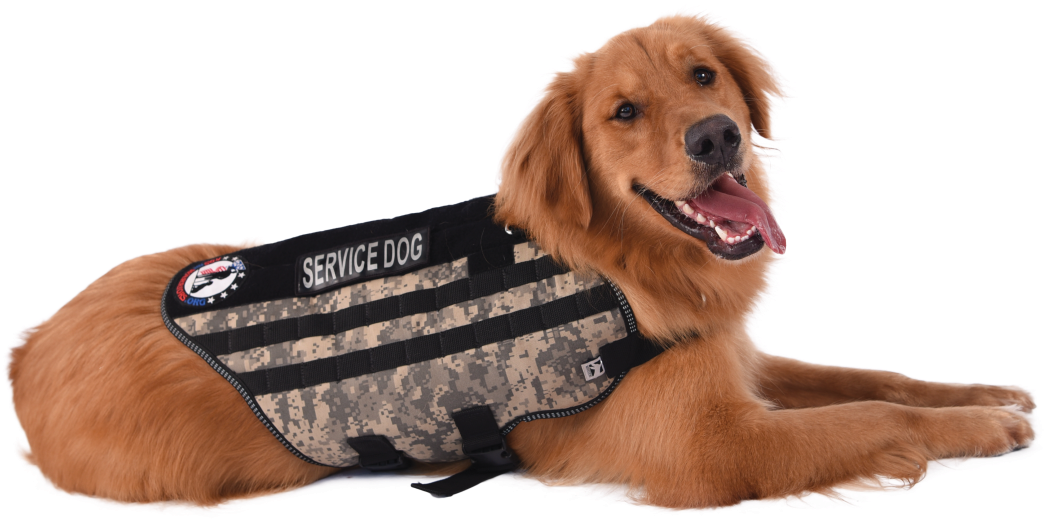It's That Season When We're All Thinking About Some - Companion Dog (1200x702), Png Download