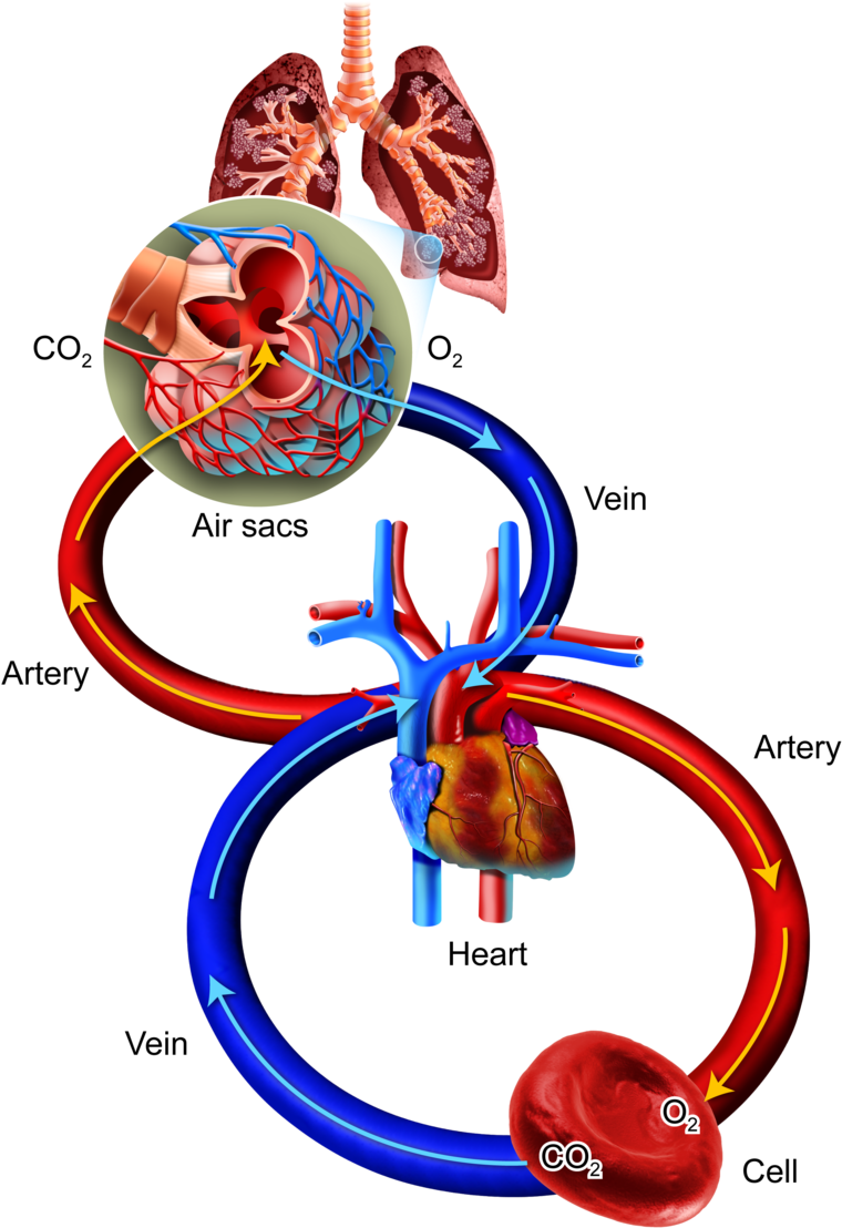 Oxygen, Carbon Dioxide, And Energy (800x1137), Png Download
