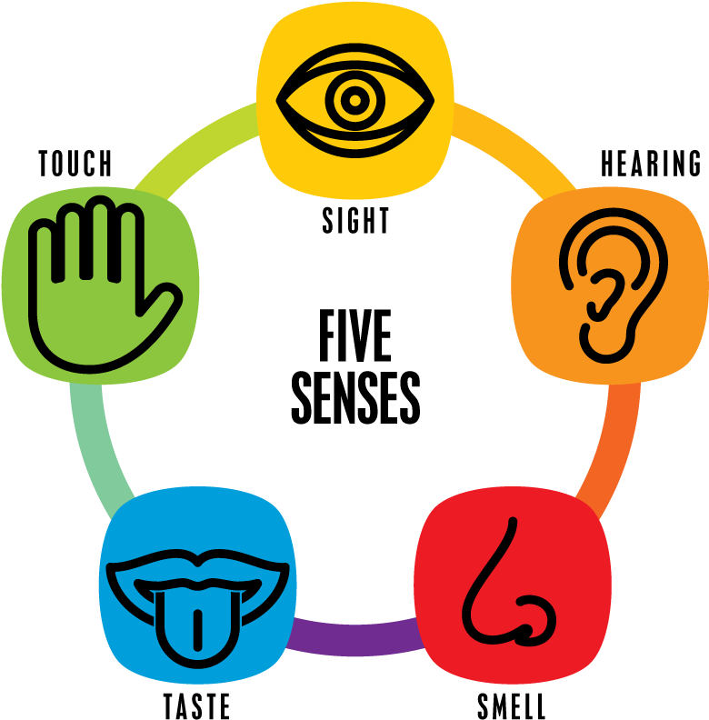 Thumb Image - 5 Senses (854x849), Png Download