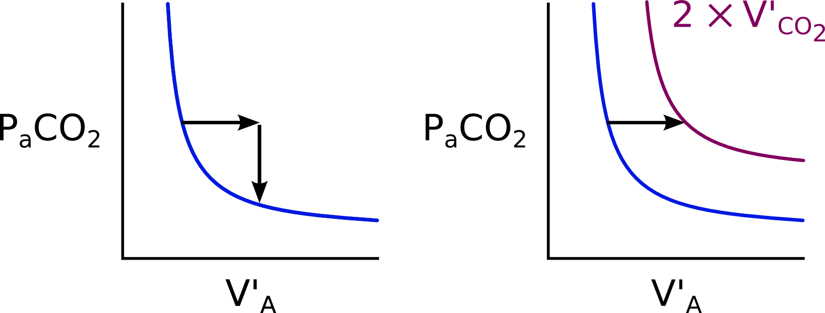 Qualitative Features Of Alveolar Carbon Dioxide - Graphic Design (1637x622), Png Download