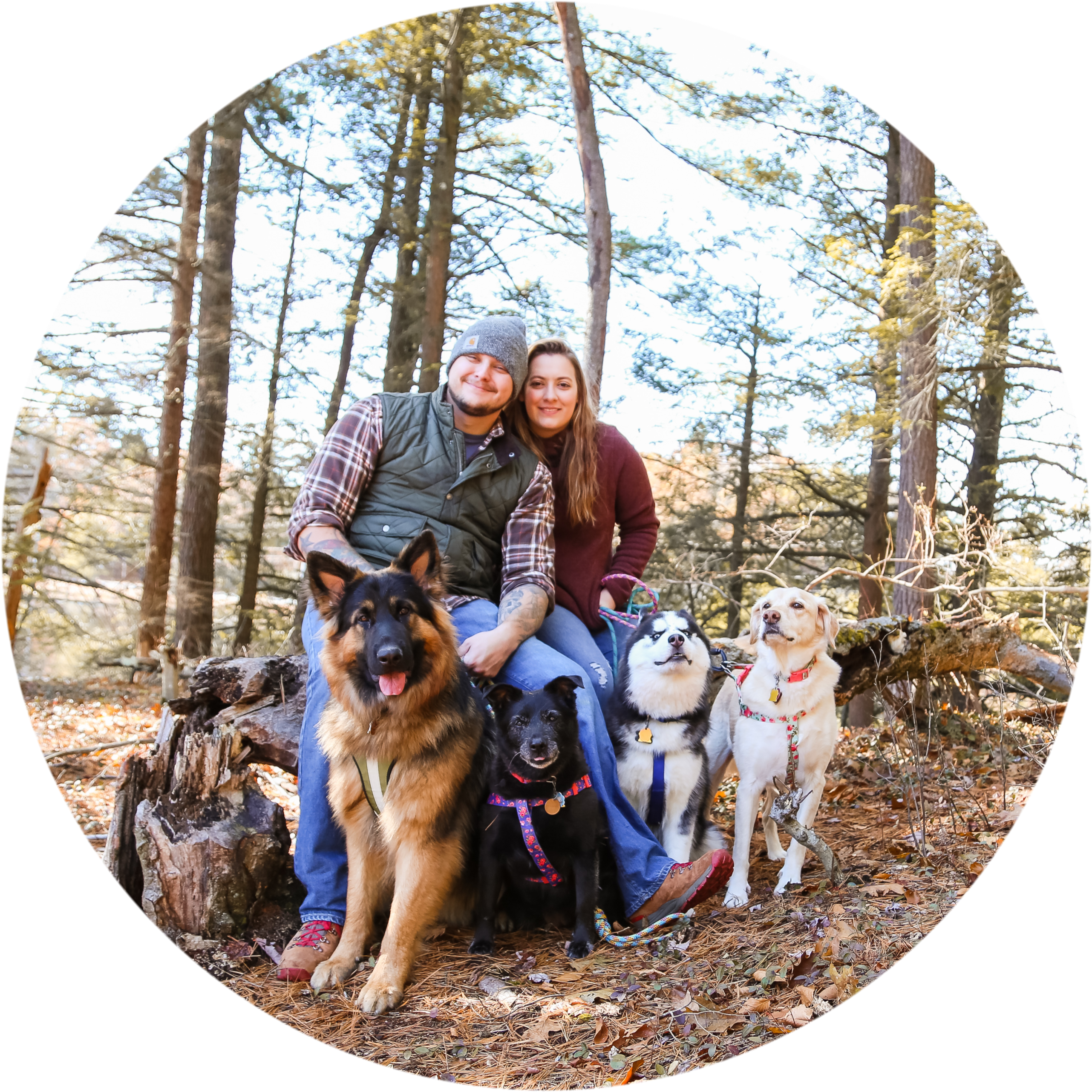 We Are Corey And Vanessa, A Couple Of High School Sweethearts - Old German Shepherd Dog (2617x2602), Png Download
