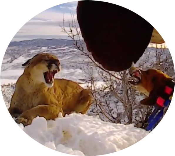 What's A Battle Dog - Masai Lion (620x582), Png Download