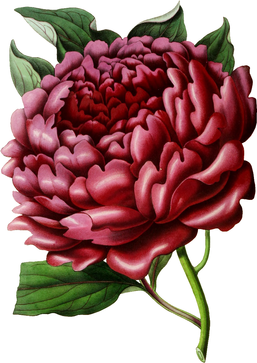 Blooming Red Hd Flowers Decorative Element Design - Chrysanths (1024x1280), Png Download