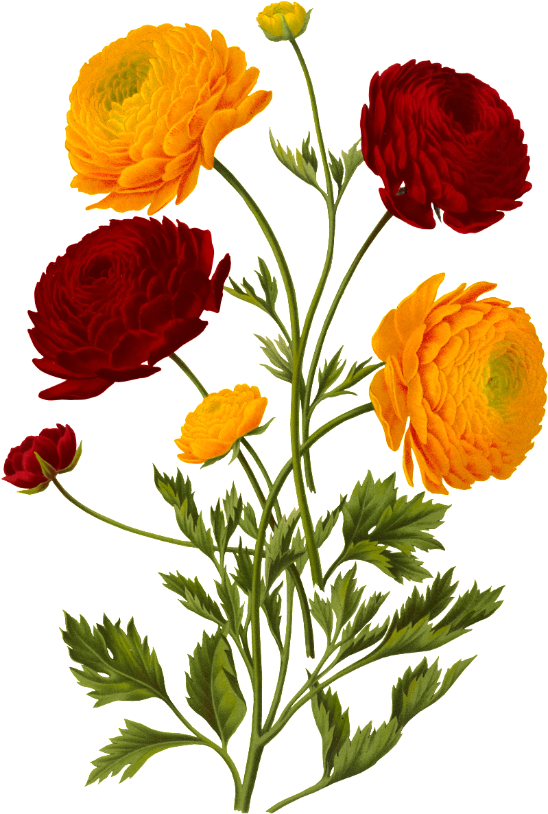 Blooming Flowers Decorative Element Design - Illustration (1024x1280), Png Download