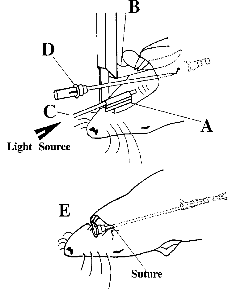 The Short Blade Puts Pressure Against The Upper Incisors, - Line Art (738x933), Png Download