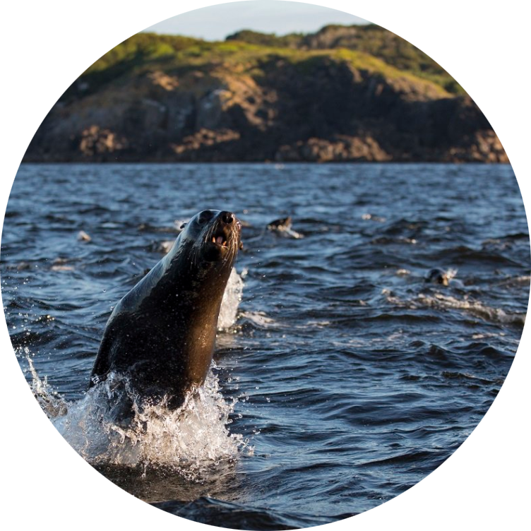 Featured Tweet - - California Sea Lion (752x752), Png Download