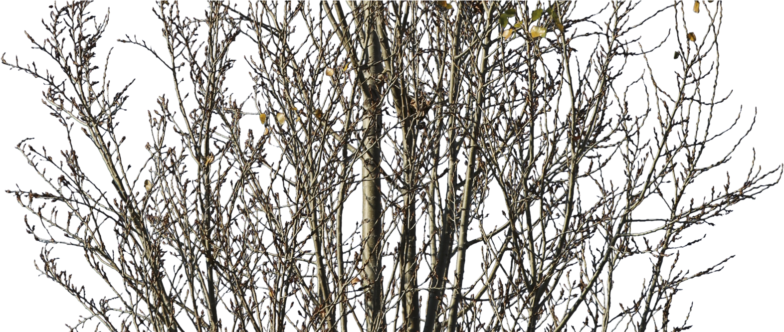 Previous - Next - Pond Pine (2047x665), Png Download