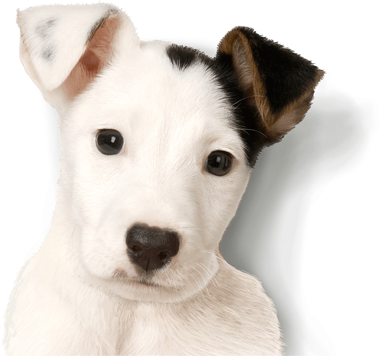 Healthy, Simple - Russell Terrier (1354x1325), Png Download
