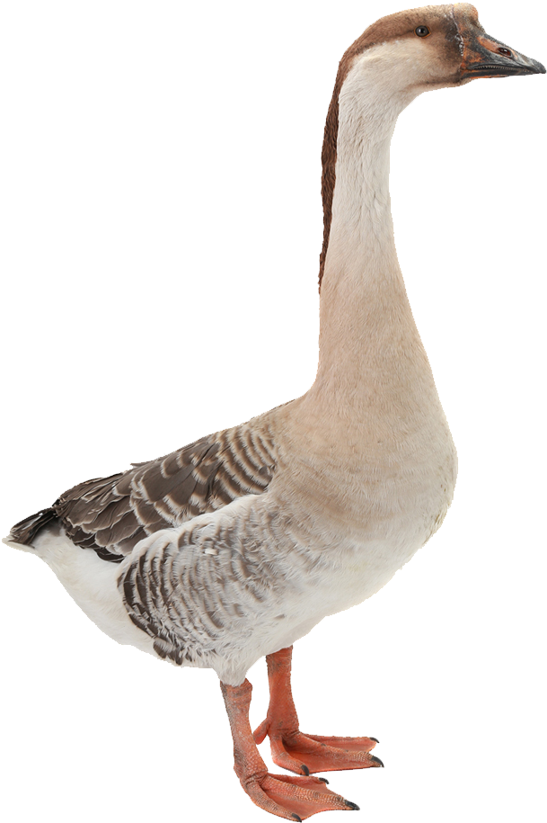 White Duck Png Image - ห่าน Png (753x1328), Png Download