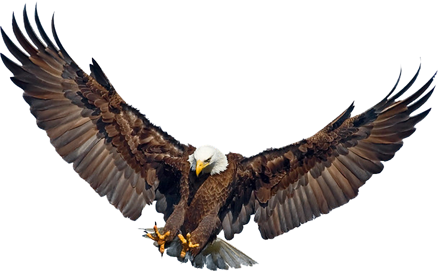 Eagle Landing Wings Spread - Flying Philippine Eagle Png (876x542), Png Download