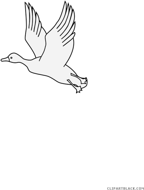 Flying Duck Animal Free Black White Clipart Images - Seabird (495x700), Png Download