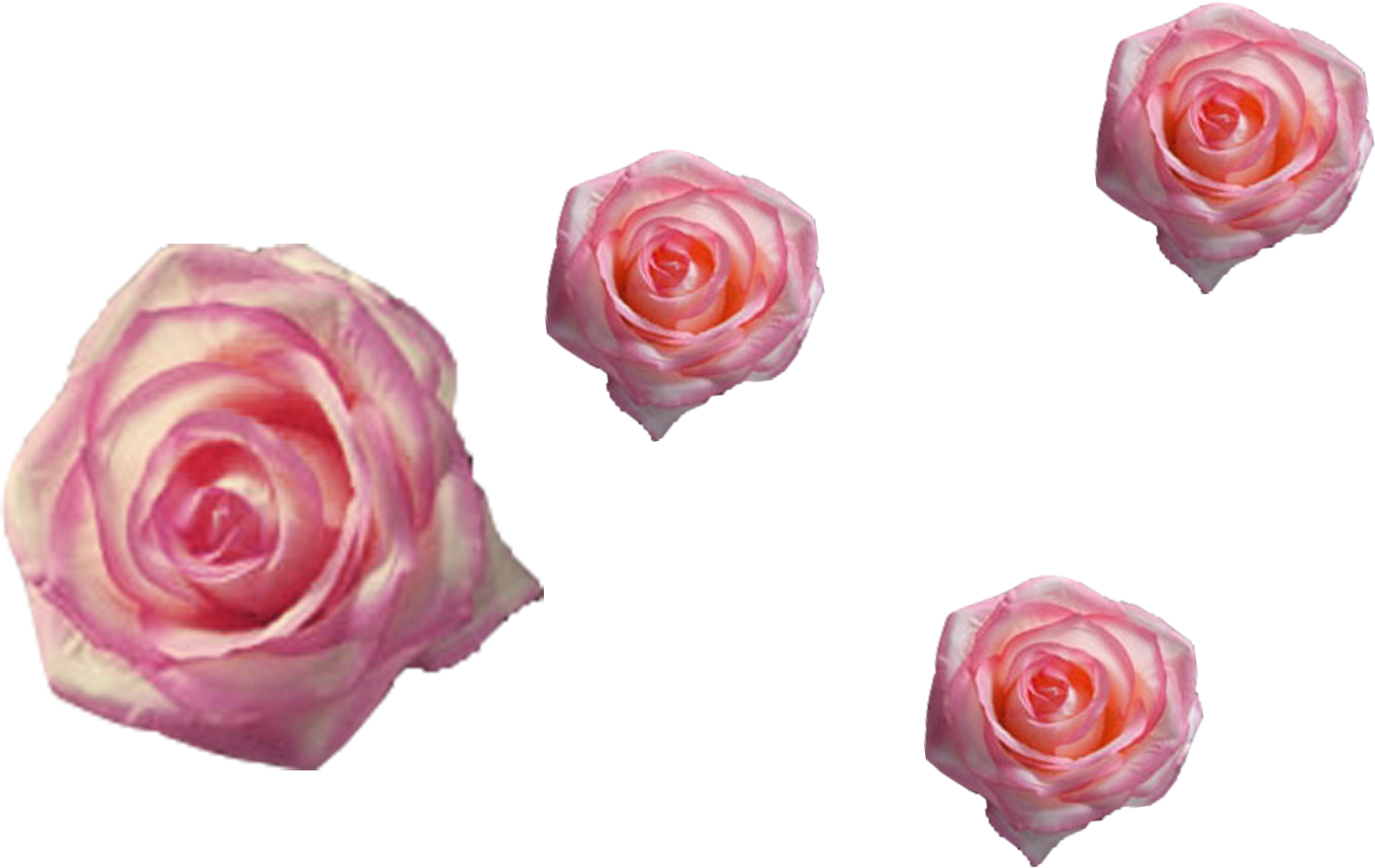 Mixed Color Rose Png File Png Cool Free Use For Your - Garden Roses (3000x2000), Png Download