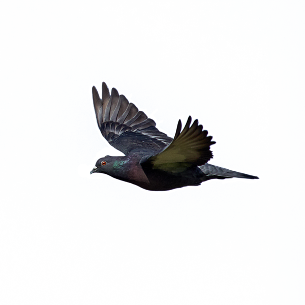 Bleed Area May Not Be Visible - Flying Pigeon (600x600), Png Download