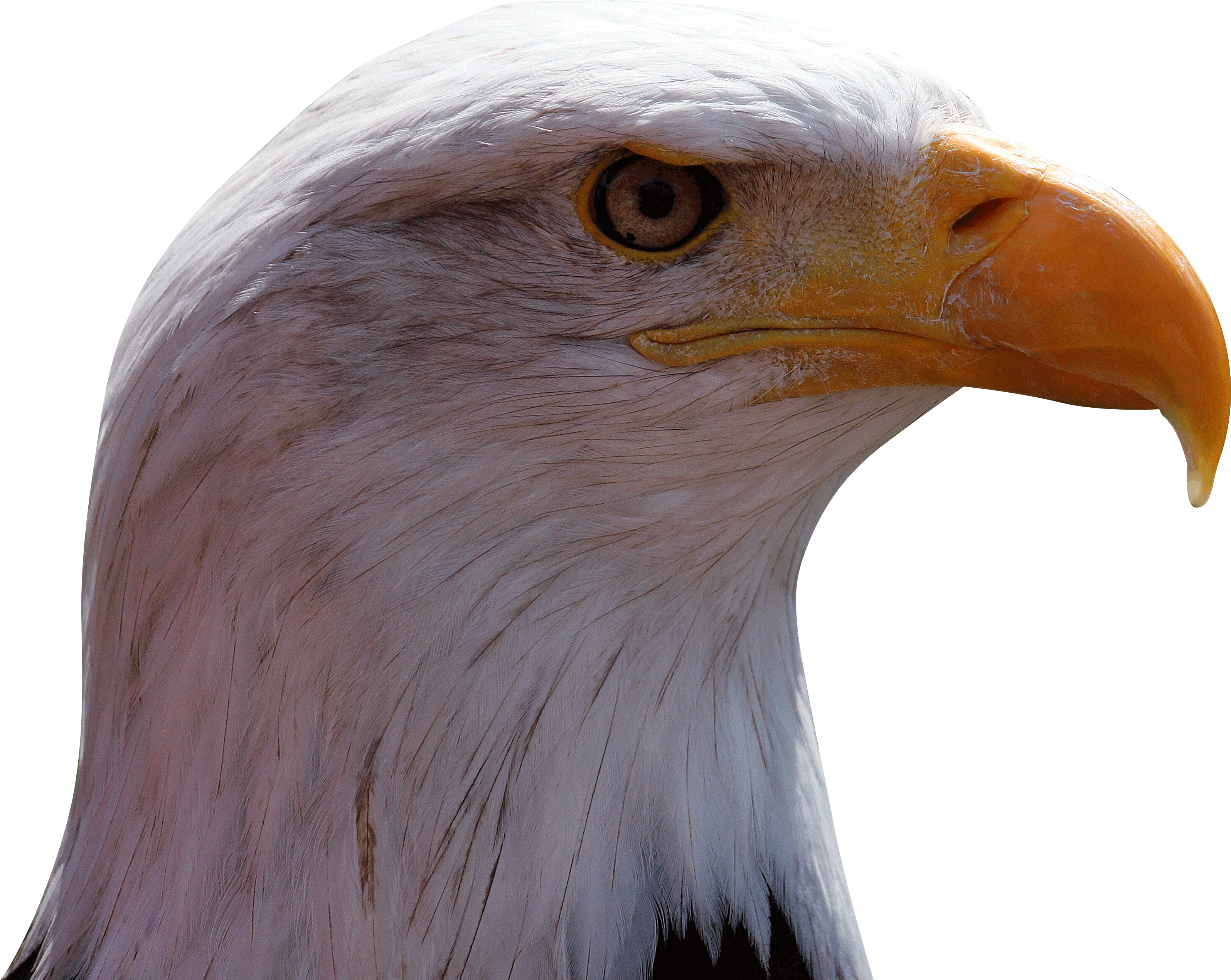 Download - Buzzard (3506x3168), Png Download