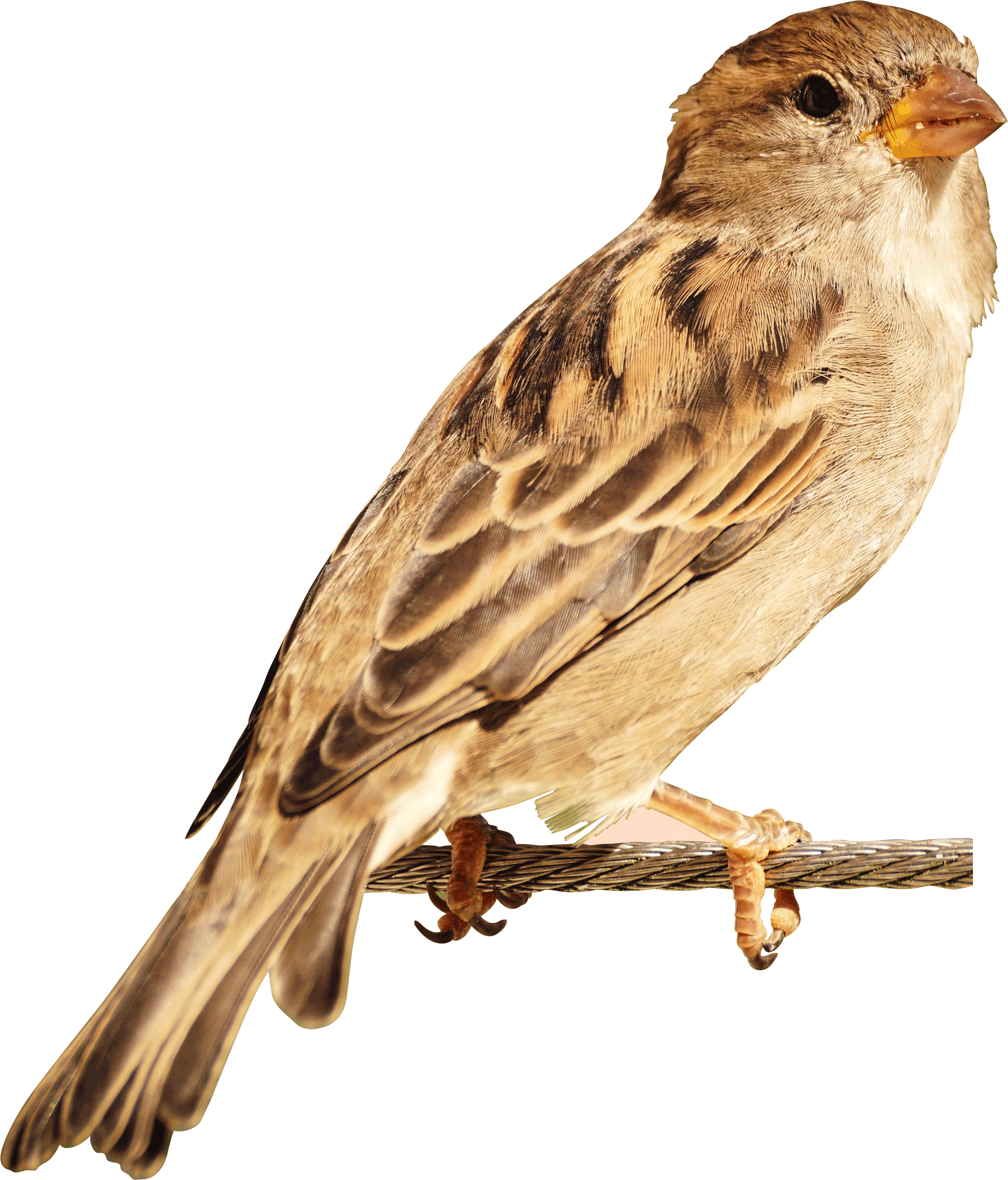 House Sparrow (715x837), Png Download