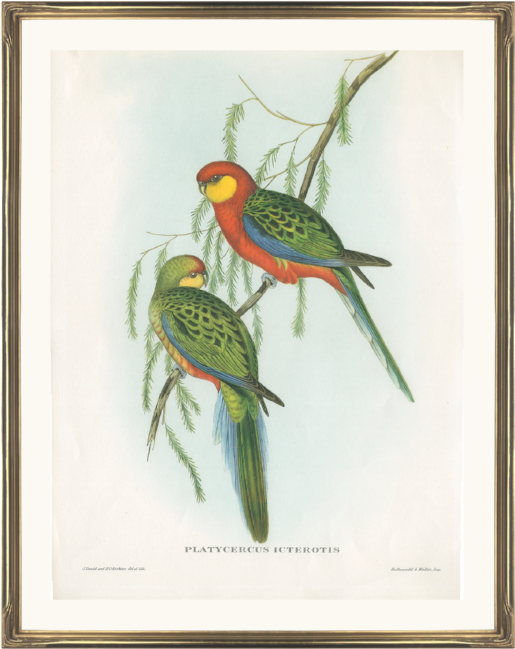 John Gould Prints (562x714), Png Download