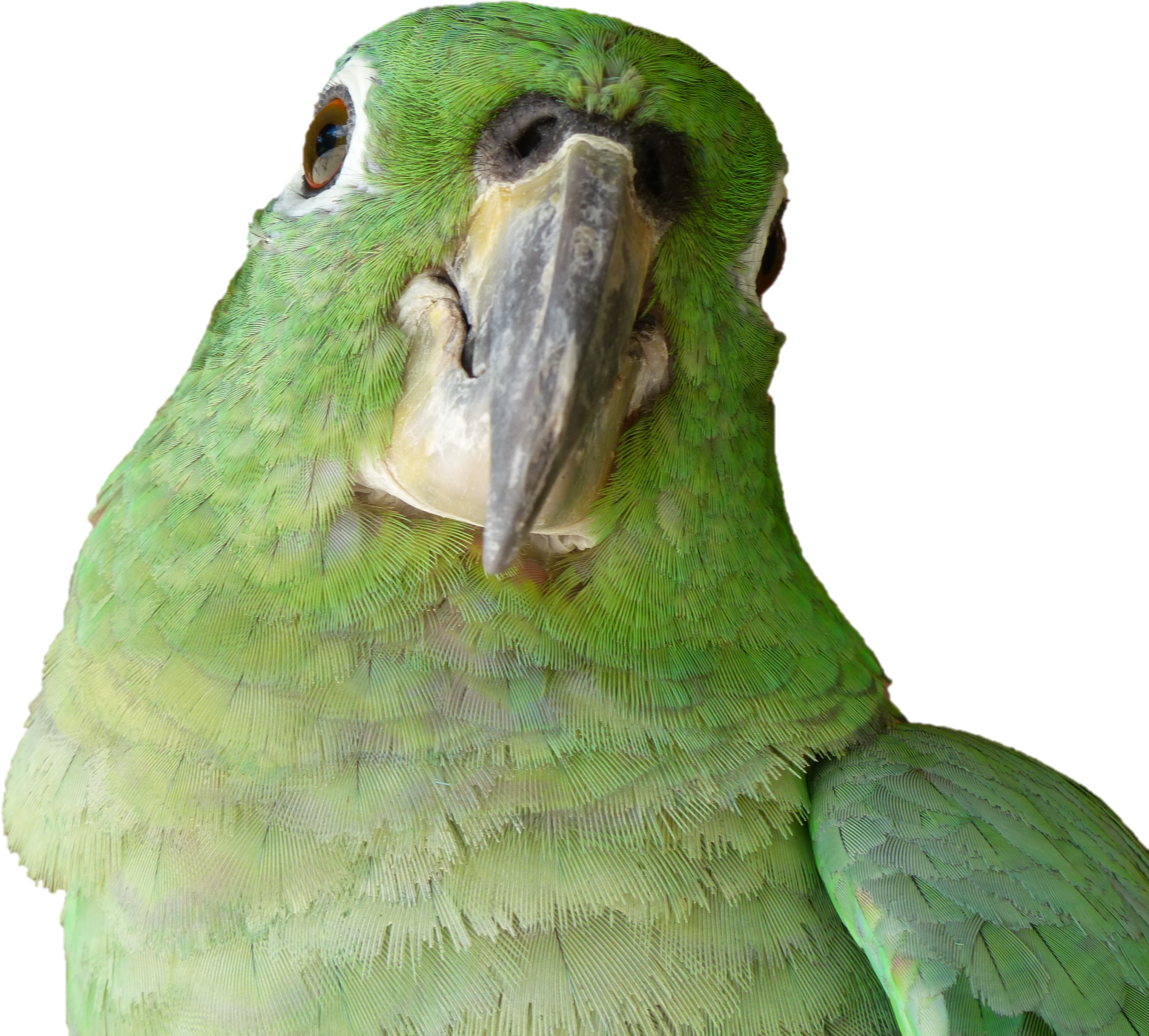 Budgie (4000x3000), Png Download