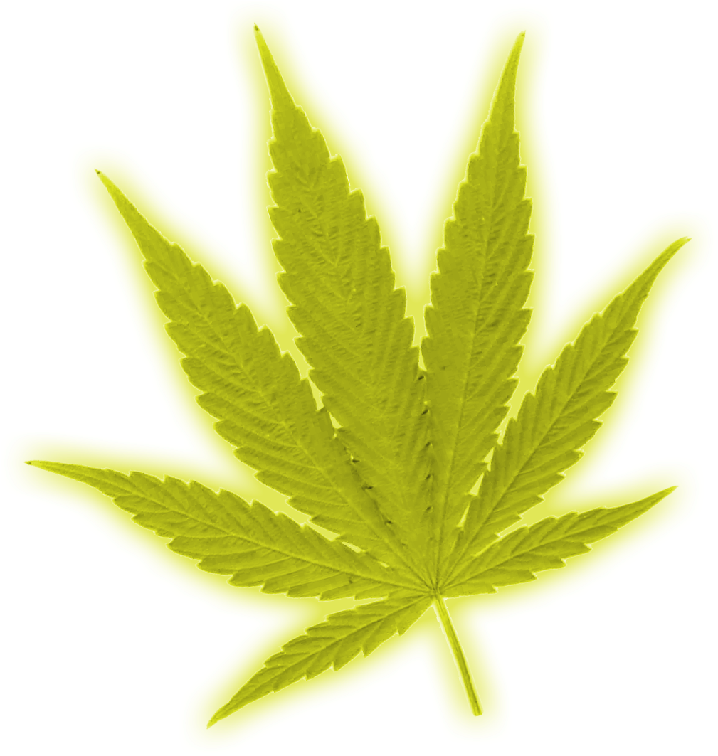 Ynlebsf ] - Maple Leaf (1060x1065), Png Download