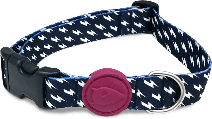Dog Collar - Buckle (720x481), Png Download