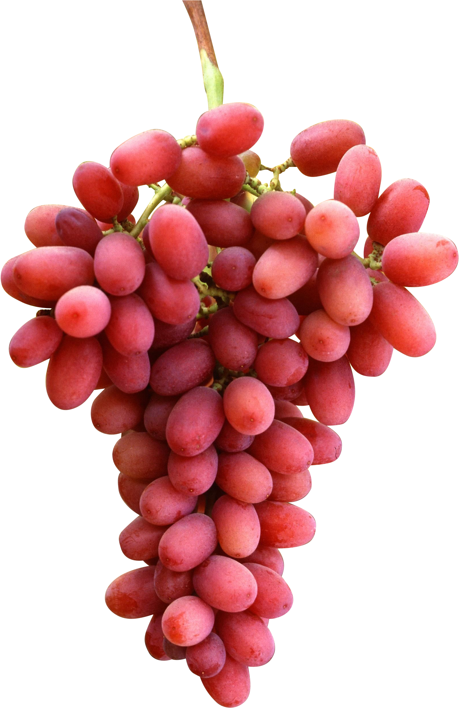 Crimson Seedless Tüplü Fidan (1781x2700), Png Download