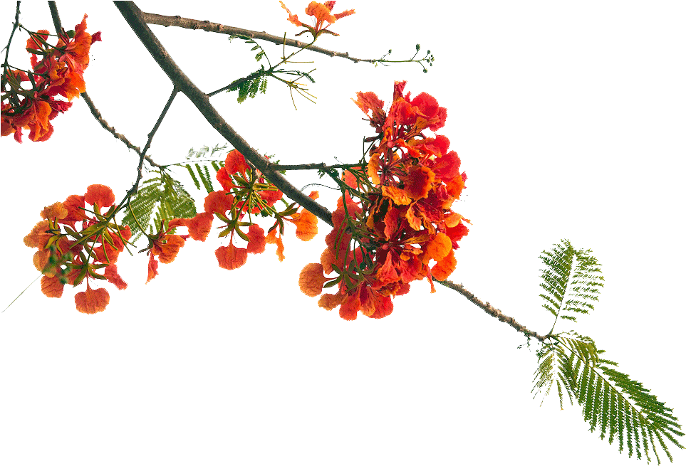 Majellan Doctors Care About The Redcliffe Community - Delonix Regia Png (1000x667), Png Download