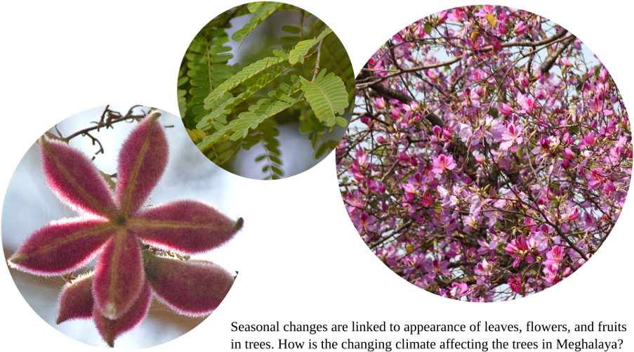 Panel3 - Bougainvillea (940x505), Png Download