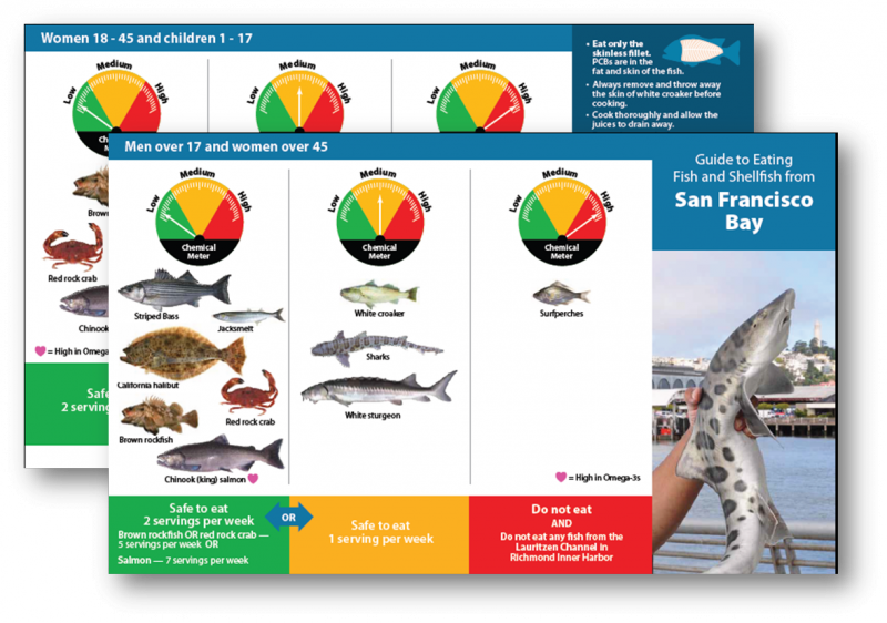 Brochure Shark - San Francisco Bay Fishes (800x562), Png Download