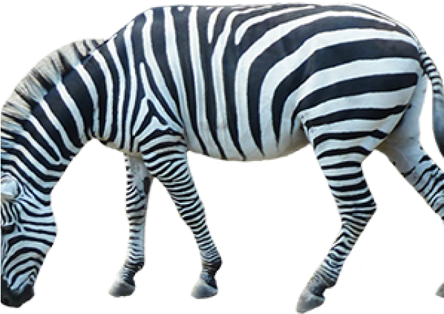 Zebra Png Transparent Images - Portable Network Graphics (640x480), Png Download