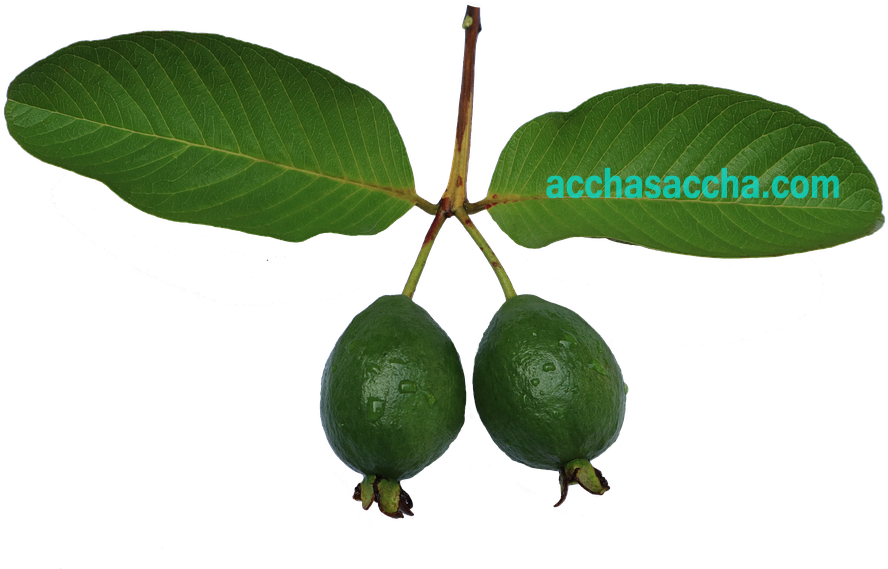 Guava - Persian Lime (960x592), Png Download