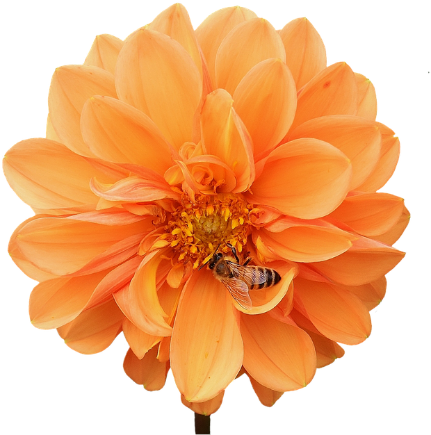 Dahlia, Dahlias, Bees, Autumn, Asteraceae - Dahlia (666x720), Png Download