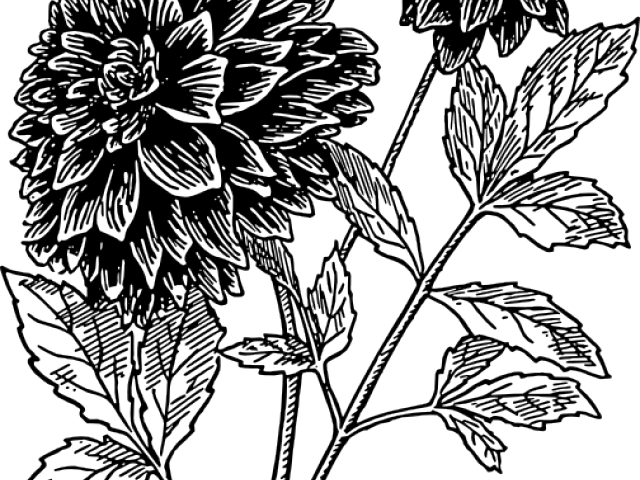 Dahlia Clipart Black And White - Hindi Bro Sister Status (640x480), Png Download