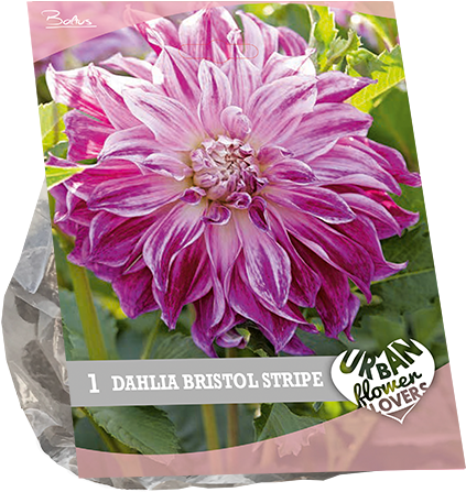 7210 Dahlia Bristol Stripe Per 1 Urban Flowers - Chrysanths (600x600), Png Download