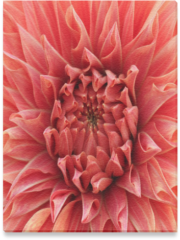 Protea (800x800), Png Download