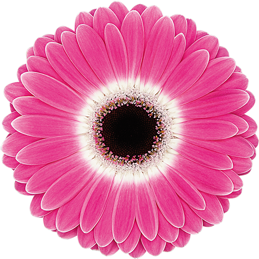 Cubanita® - Transvaal Daisy (600x600), Png Download