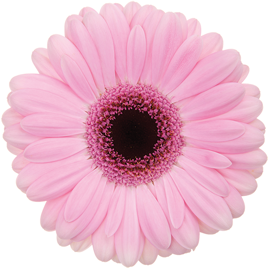 Florist Holland Gerbera Specialist - Gerbera Abraxas (600x600), Png Download