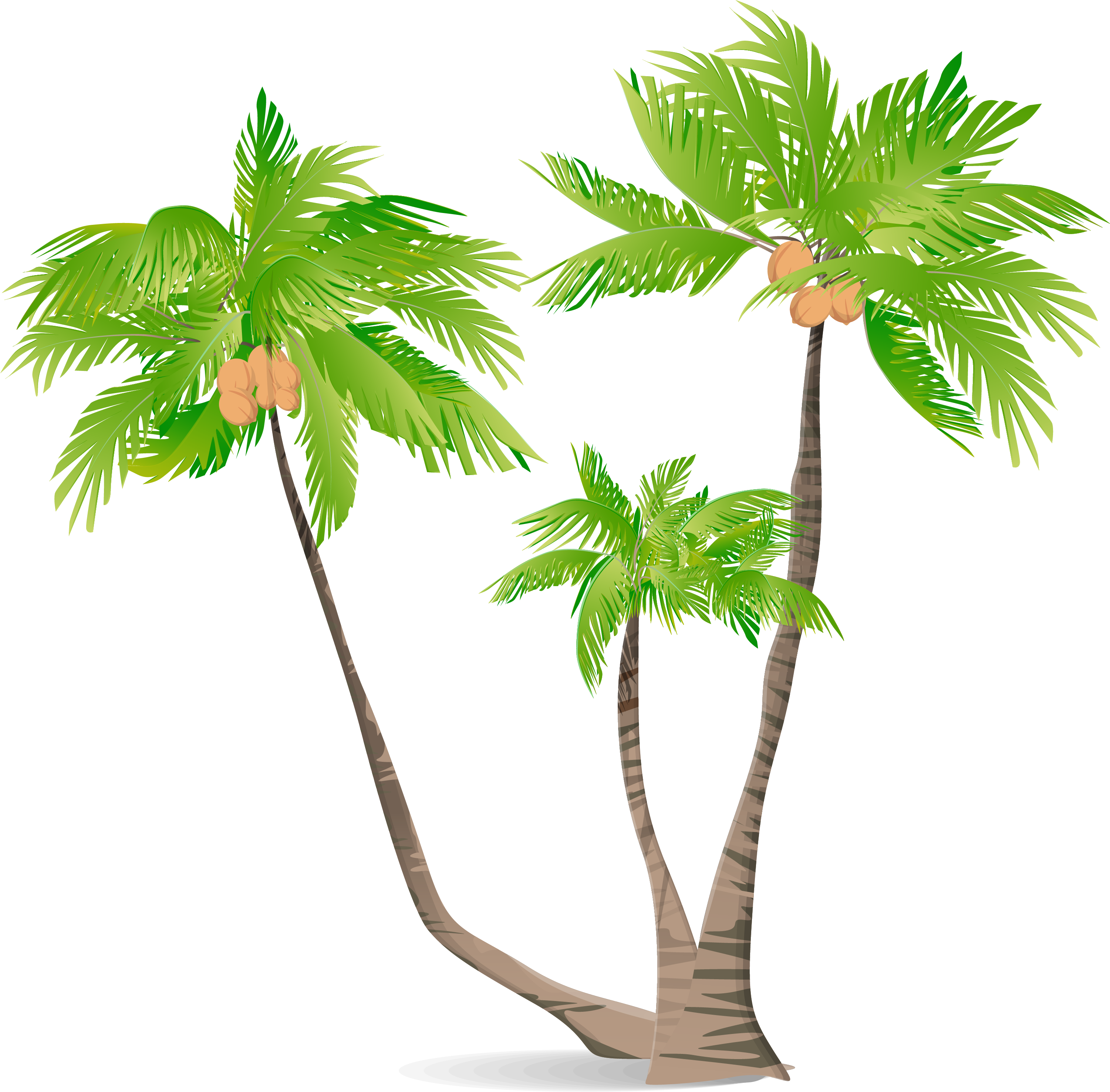 Arecaceae Green Coconut Illustration - Coconut Tree Illustration (3001x2953), Png Download