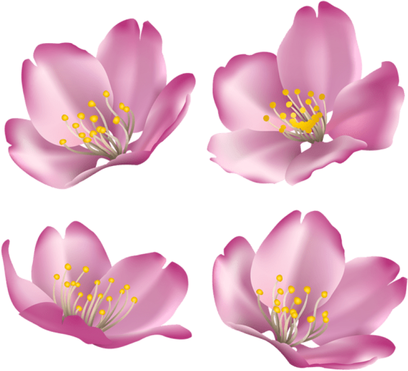 Download Flowers For Decoration Clipart Png Photo - Rosa Rubiginosa (850x777), Png Download